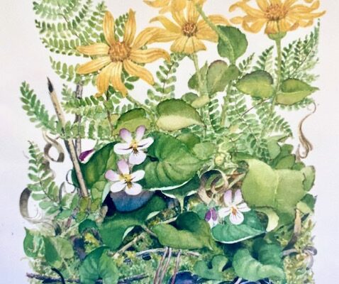 Arnica and Canada Violets