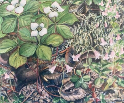 Bunchberries and Twin Flowers