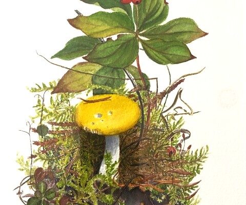 Bunchberry and Mushroom