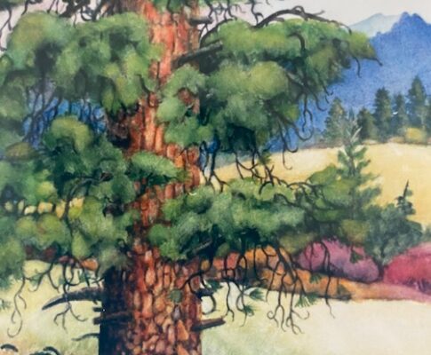 Ponderosa Pine with Geese