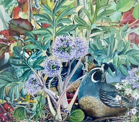 Quail – early Spring