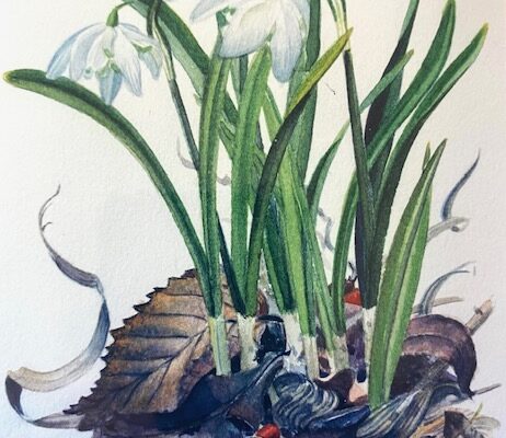 Snow Drops with berries