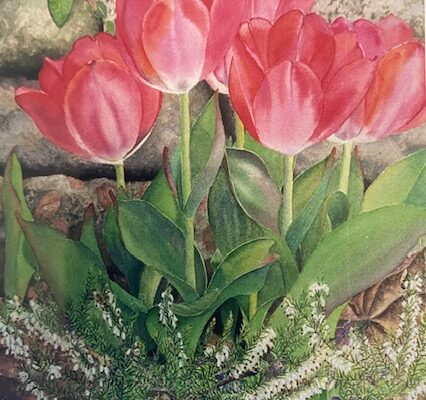 Tulips and Heather