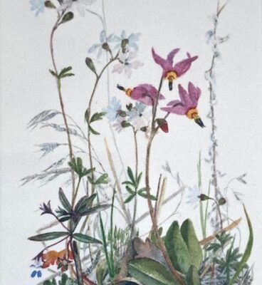 Woodland Star – Shooting Star